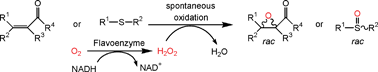 Graphical Abstract